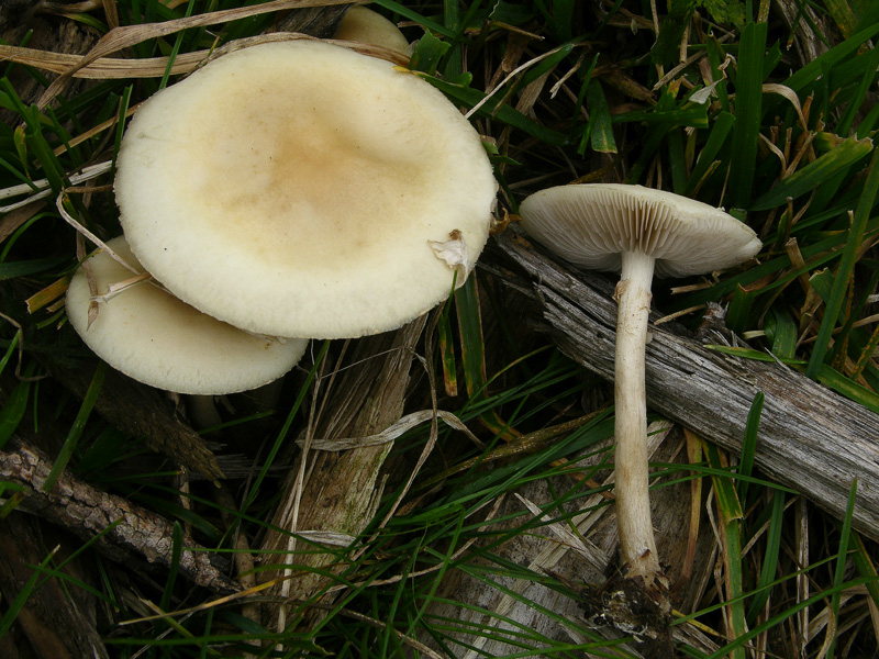 Agrocybe praecox.